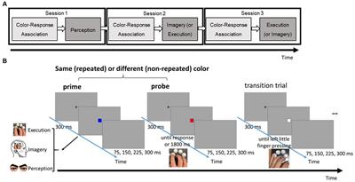 Inequivalent and uncorrelated response priming in motor imagery and execution